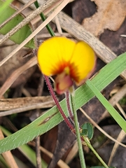 Bossiaea prostrata