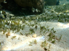 Halophila