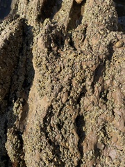 Balanomorpha