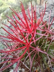 Scadoxus multiflorus