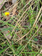 Bossiaea prostrata