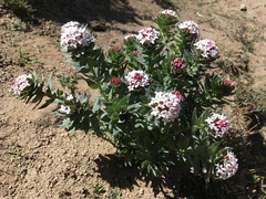 Stellera chamaejasme