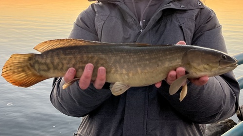 Eyetail Bowfin