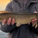 Eyetail Bowfin - Photo (c) Edward Hicks, some rights reserved (CC BY-ND), uploaded by Edward Hicks