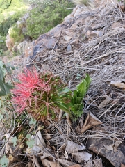 Scadoxus multiflorus