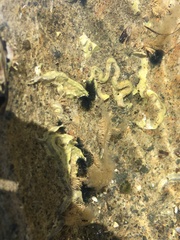 Spirobranchus cariniferus