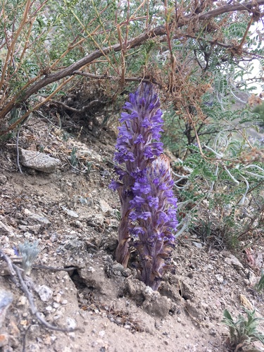 Orobanche coerulescens