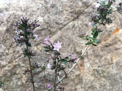 Polemoniaceae