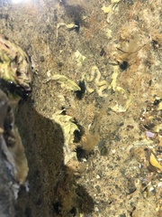 Spirobranchus cariniferus