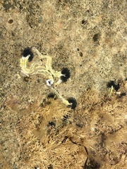 Spirobranchus cariniferus