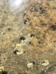 Spirobranchus cariniferus