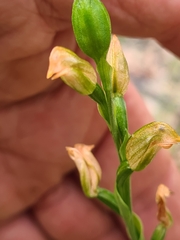 Pterostylis melagramma