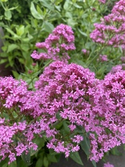 Centranthus
