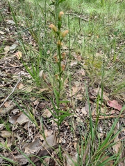 Pterostylis melagramma