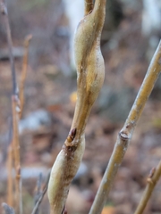 Euhexomyza schineri