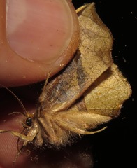 Belonoptera selenioides