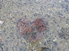Rhodophyta