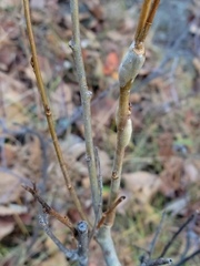 Euhexomyza schineri