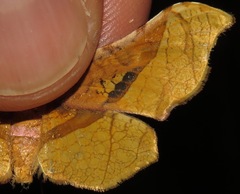 Belonoptera selenioides