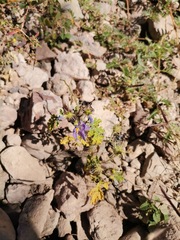 Solanum citrullifolium