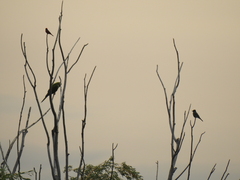 Thectocercus acuticaudatus