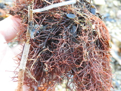 Rhodophyta