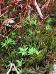 Atrichum altecristatum