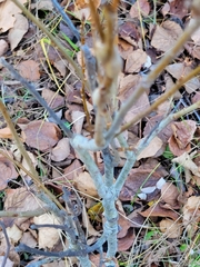 Euhexomyza schineri