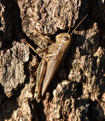 Melanoplus differentialis