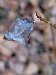 Euhexomyza schineri