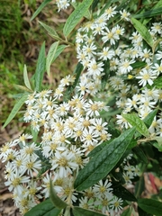 Olearia lirata