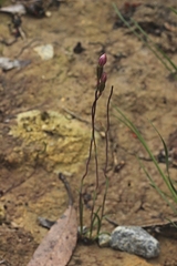 Thelymitra carnea