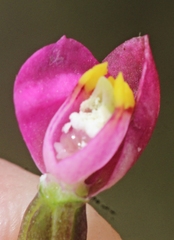 Thelymitra carnea