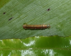 Epiphryne verriculata