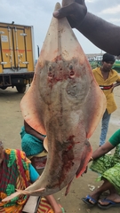 Glaucostegus younholeei