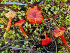 Hygrocybe substrangulata