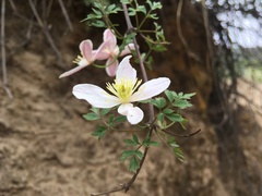 Clematis montana