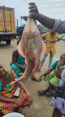 Glaucostegus younholeei