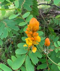 Erythrina breviflora