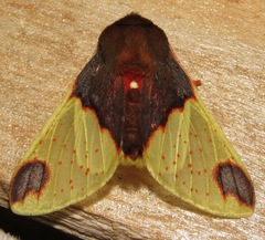 Pseudepimolis haemasticta