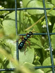 Diamma bicolor
