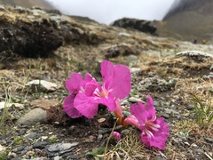 Incarvillea