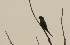 Thectocercus acuticaudatus