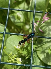 Diamma bicolor