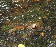 Rhomphaea urquharti