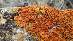 Xanthomendoza trachyphylla