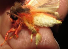 Pseudepimolis haemasticta