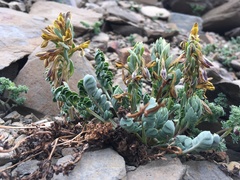 Corydalis