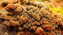 Xanthomendoza trachyphylla