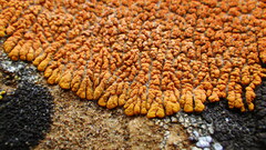 Xanthomendoza trachyphylla